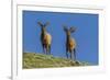 USA, Colorado, Rocky Mountain National Park. Bull Elks on Ridge-Cathy & Gordon Illg-Framed Photographic Print