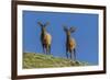 USA, Colorado, Rocky Mountain National Park. Bull Elks on Ridge-Cathy & Gordon Illg-Framed Photographic Print