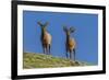 USA, Colorado, Rocky Mountain National Park. Bull Elks on Ridge-Cathy & Gordon Illg-Framed Photographic Print