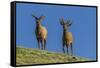USA, Colorado, Rocky Mountain National Park. Bull Elks on Ridge-Cathy & Gordon Illg-Framed Stretched Canvas