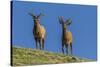USA, Colorado, Rocky Mountain National Park. Bull Elks on Ridge-Cathy & Gordon Illg-Stretched Canvas