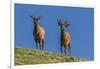 USA, Colorado, Rocky Mountain National Park. Bull Elks on Ridge-Cathy & Gordon Illg-Framed Photographic Print