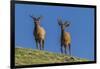 USA, Colorado, Rocky Mountain National Park. Bull Elks on Ridge-Cathy & Gordon Illg-Framed Photographic Print