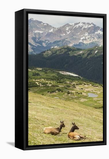USA, Colorado, Rocky Mountain National Park. Elk Cows and Mountain Landscape-Jaynes Gallery-Framed Stretched Canvas