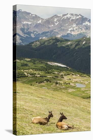 USA, Colorado, Rocky Mountain National Park. Elk Cows and Mountain Landscape-Jaynes Gallery-Stretched Canvas