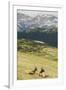 USA, Colorado, Rocky Mountain National Park. Elk Cows and Mountain Landscape-Jaynes Gallery-Framed Photographic Print