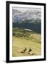 USA, Colorado, Rocky Mountain National Park. Elk Cows and Mountain Landscape-Jaynes Gallery-Framed Photographic Print