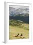 USA, Colorado, Rocky Mountain National Park. Elk Cows and Mountain Landscape-Jaynes Gallery-Framed Photographic Print