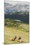 USA, Colorado, Rocky Mountain National Park. Elk Cows and Mountain Landscape-Jaynes Gallery-Mounted Photographic Print