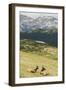 USA, Colorado, Rocky Mountain National Park. Elk Cows and Mountain Landscape-Jaynes Gallery-Framed Photographic Print