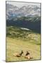 USA, Colorado, Rocky Mountain National Park. Elk Cows and Mountain Landscape-Jaynes Gallery-Mounted Photographic Print