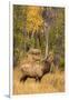 USA, Colorado, Rocky Mountain National Park. Male elk beginning to bugle.-Jaynes Gallery-Framed Photographic Print