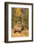 USA, Colorado, Rocky Mountain National Park. Male elk beginning to bugle.-Jaynes Gallery-Framed Photographic Print