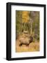 USA, Colorado, Rocky Mountain National Park. Male elk beginning to bugle.-Jaynes Gallery-Framed Photographic Print