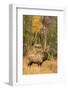 USA, Colorado, Rocky Mountain National Park. Male elk beginning to bugle.-Jaynes Gallery-Framed Photographic Print