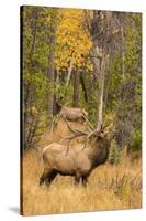 USA, Colorado, Rocky Mountain National Park. Male elk beginning to bugle.-Jaynes Gallery-Stretched Canvas