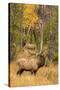 USA, Colorado, Rocky Mountain National Park. Male elk beginning to bugle.-Jaynes Gallery-Stretched Canvas
