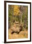 USA, Colorado, Rocky Mountain National Park. Male elk beginning to bugle.-Jaynes Gallery-Framed Premium Photographic Print