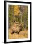 USA, Colorado, Rocky Mountain National Park. Male elk beginning to bugle.-Jaynes Gallery-Framed Premium Photographic Print