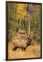 USA, Colorado, Rocky Mountain National Park. Male elk beginning to bugle.-Jaynes Gallery-Framed Premium Photographic Print