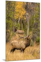 USA, Colorado, Rocky Mountain National Park. Male elk beginning to bugle.-Jaynes Gallery-Mounted Premium Photographic Print