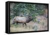 USA, Colorado, Rocky Mountain National Park. Male elk bugling.-Jaynes Gallery-Framed Stretched Canvas