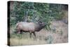 USA, Colorado, Rocky Mountain National Park. Male elk bugling.-Jaynes Gallery-Stretched Canvas
