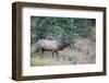 USA, Colorado, Rocky Mountain National Park. Male elk bugling.-Jaynes Gallery-Framed Photographic Print