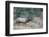 USA, Colorado, Rocky Mountain National Park. Male elk bugling.-Jaynes Gallery-Framed Photographic Print