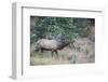 USA, Colorado, Rocky Mountain National Park. Male elk bugling.-Jaynes Gallery-Framed Photographic Print