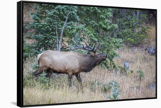 USA, Colorado, Rocky Mountain National Park. Male elk bugling.-Jaynes Gallery-Framed Stretched Canvas