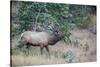 USA, Colorado, Rocky Mountain National Park. Male elk bugling.-Jaynes Gallery-Stretched Canvas