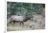 USA, Colorado, Rocky Mountain National Park. Male elk bugling.-Jaynes Gallery-Framed Photographic Print