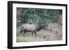 USA, Colorado, Rocky Mountain National Park. Male elk bugling.-Jaynes Gallery-Framed Photographic Print