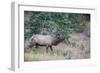 USA, Colorado, Rocky Mountain National Park. Male elk bugling.-Jaynes Gallery-Framed Photographic Print