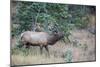 USA, Colorado, Rocky Mountain National Park. Male elk bugling.-Jaynes Gallery-Mounted Photographic Print