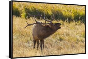 USA, Colorado, Rocky Mountain National Park. Male elk bugling.-Jaynes Gallery-Framed Stretched Canvas