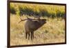 USA, Colorado, Rocky Mountain National Park. Male elk bugling.-Jaynes Gallery-Framed Photographic Print