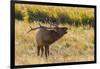 USA, Colorado, Rocky Mountain National Park. Male elk bugling.-Jaynes Gallery-Framed Photographic Print