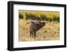 USA, Colorado, Rocky Mountain National Park. Male elk bugling.-Jaynes Gallery-Framed Photographic Print