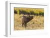 USA, Colorado, Rocky Mountain National Park. Male elk bugling.-Jaynes Gallery-Framed Photographic Print