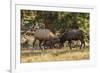 USA, Colorado, Rocky Mountain National Park. Male elks sparring.-Jaynes Gallery-Framed Photographic Print