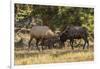 USA, Colorado, Rocky Mountain National Park. Male elks sparring.-Jaynes Gallery-Framed Photographic Print