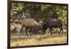 USA, Colorado, Rocky Mountain National Park. Male elks sparring.-Jaynes Gallery-Framed Photographic Print