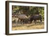 USA, Colorado, Rocky Mountain National Park. Male elks sparring.-Jaynes Gallery-Framed Photographic Print