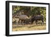 USA, Colorado, Rocky Mountain National Park. Male elks sparring.-Jaynes Gallery-Framed Photographic Print