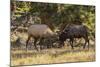USA, Colorado, Rocky Mountain National Park. Male elks sparring.-Jaynes Gallery-Mounted Photographic Print