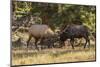 USA, Colorado, Rocky Mountain National Park. Male elks sparring.-Jaynes Gallery-Mounted Photographic Print