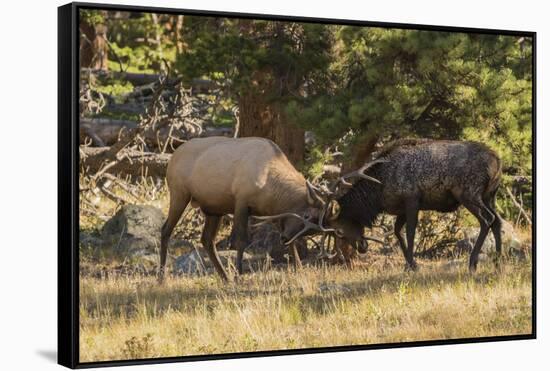 USA, Colorado, Rocky Mountain National Park. Male elks sparring.-Jaynes Gallery-Framed Stretched Canvas