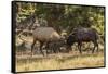 USA, Colorado, Rocky Mountain National Park. Male elks sparring.-Jaynes Gallery-Framed Stretched Canvas